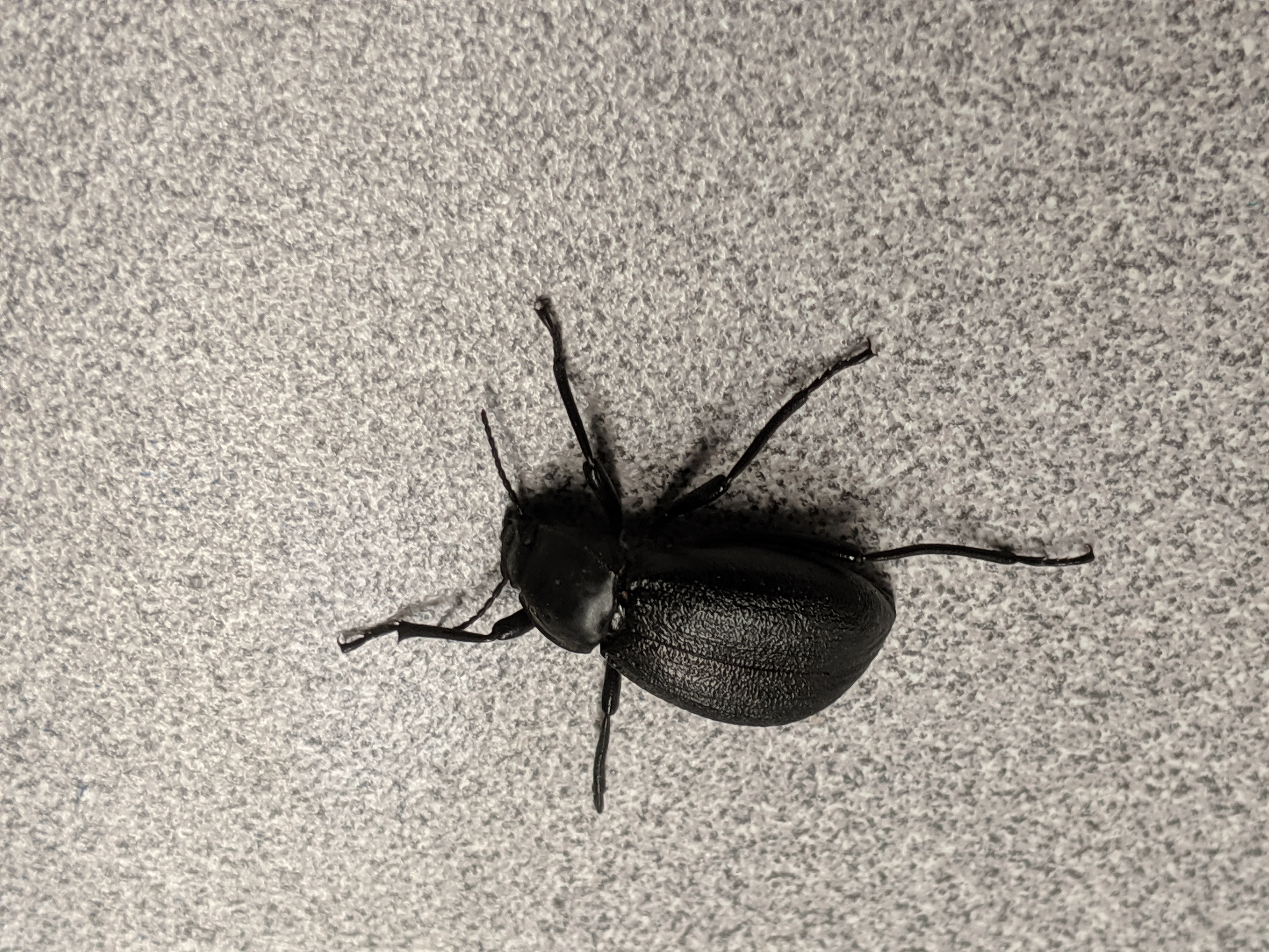 Pinacate beetle