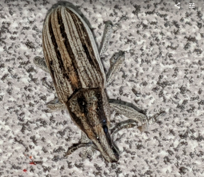 Weevil