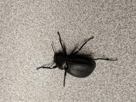 Pinacate beetle