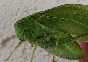 insect image
