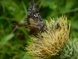 moth