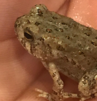 Toad