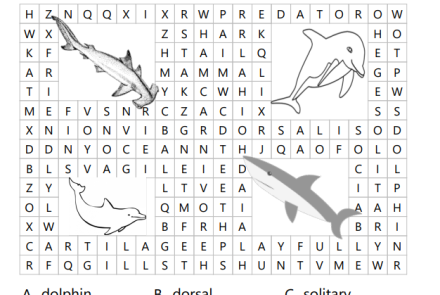 Sharks vs. Dolphins Word Search Image