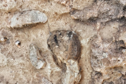 Identifying Sedimentary Rocks lab