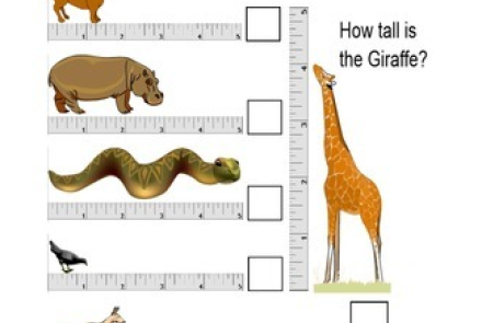 Measure the length or the height of the animals