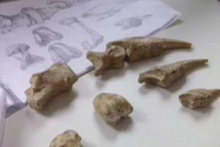 Embedded thumbnail for Fossil Hunting Video