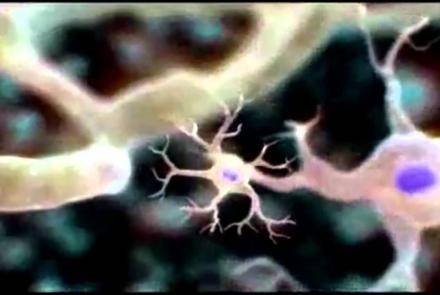 Embedded thumbnail for An Introduction to Cells Video