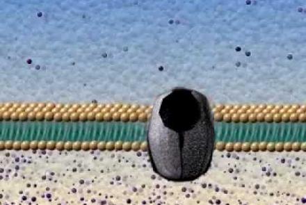 Embedded thumbnail for Active and Passive Transport Video