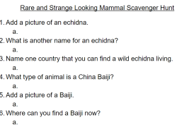 Weird Animal Scavenger Hunt