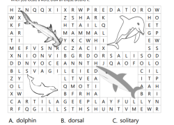 Sharks vs. Dolphins Word Search Image