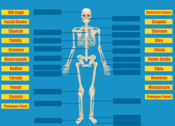 Go and Label the Skeleton Link