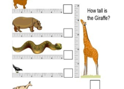 Measure the length or the height of the animals