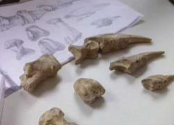 Embedded thumbnail for Fossil Hunting Video