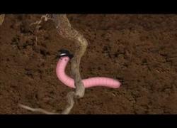 Embedded thumbnail for I Dig This Town: Soil Song and Video