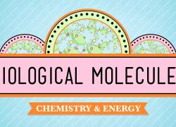 Embedded thumbnail for Biological Molecules-You are what you eat. Video