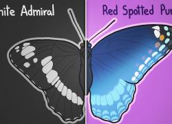 Embedded thumbnail for Adaptations