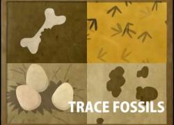 Embedded thumbnail for What are different types of fossils? Video