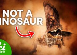 Embedded thumbnail for Dinosaurs that aren't Dinosaurs Videos