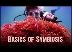 Embedded thumbnail for Symbiosis: Mutualism, Commensalism, and Parasitism Video